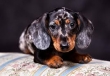 Dachshund Puppies For Adoption